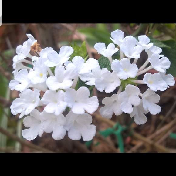 Meet your Posher, Soni Posh Ambassador - Picture 5 of 8